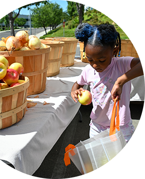 Child placing an apple into a bag